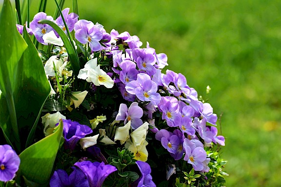 Ein Korb mit lila und weißen Blumen vor grünem Hintergrund.