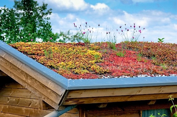 Holzhaus mit begrüntem Dach, Pflanzen in verschiedenen Farben und Formen.