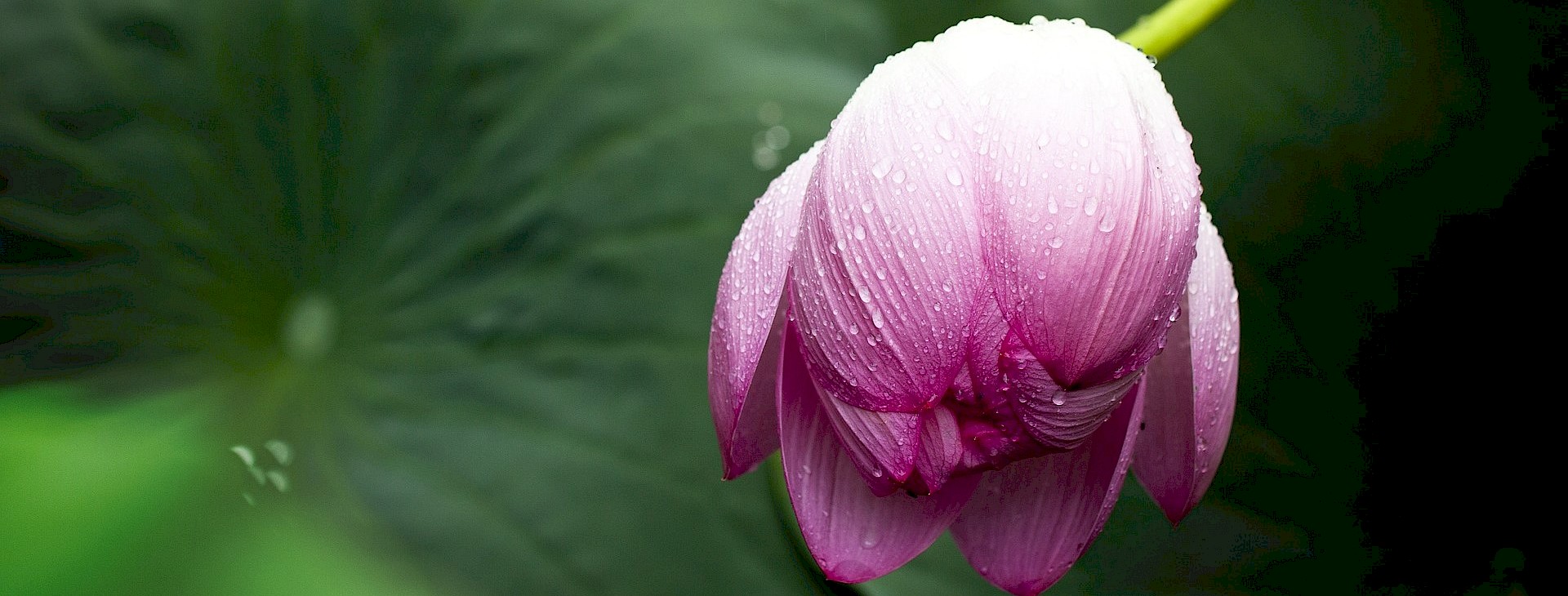 Rosa Blume mit Wassertropfen, im Vordergrund vor unscharfem Hintergrund.